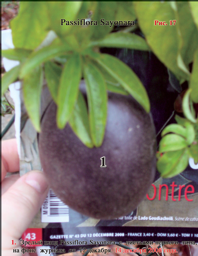 Плоды Passiflora Sayonara