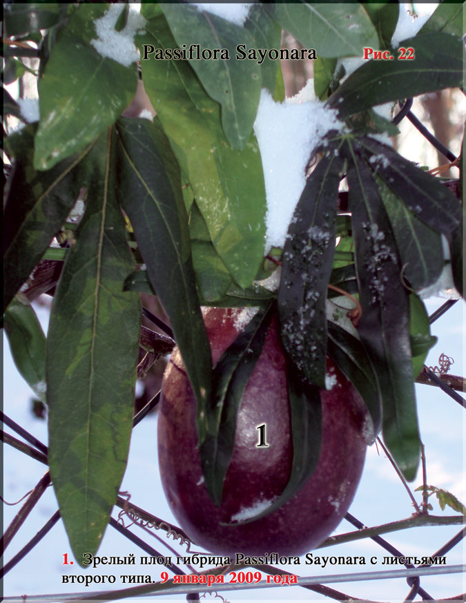 Плоды Passiflora Sayonara