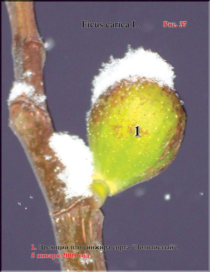 Плоды золотого инжира – Ficus carica L.