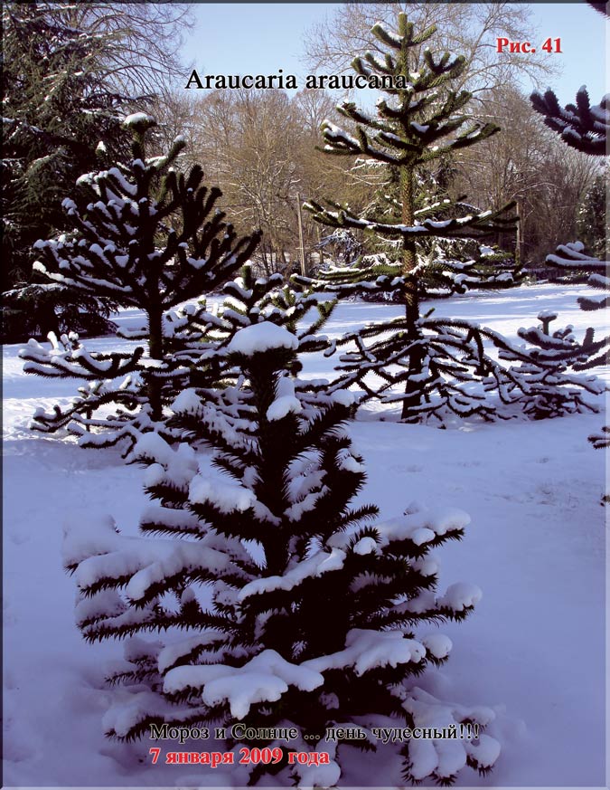 Обезьянье дерево – Araucaria araucana