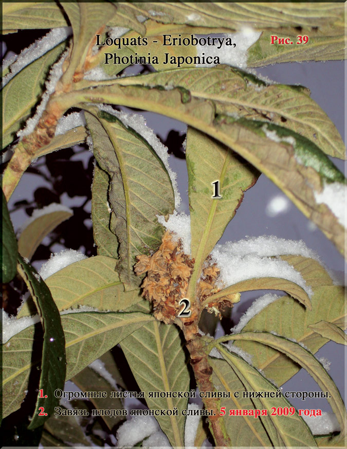 Японская слива – Photinia Japonica