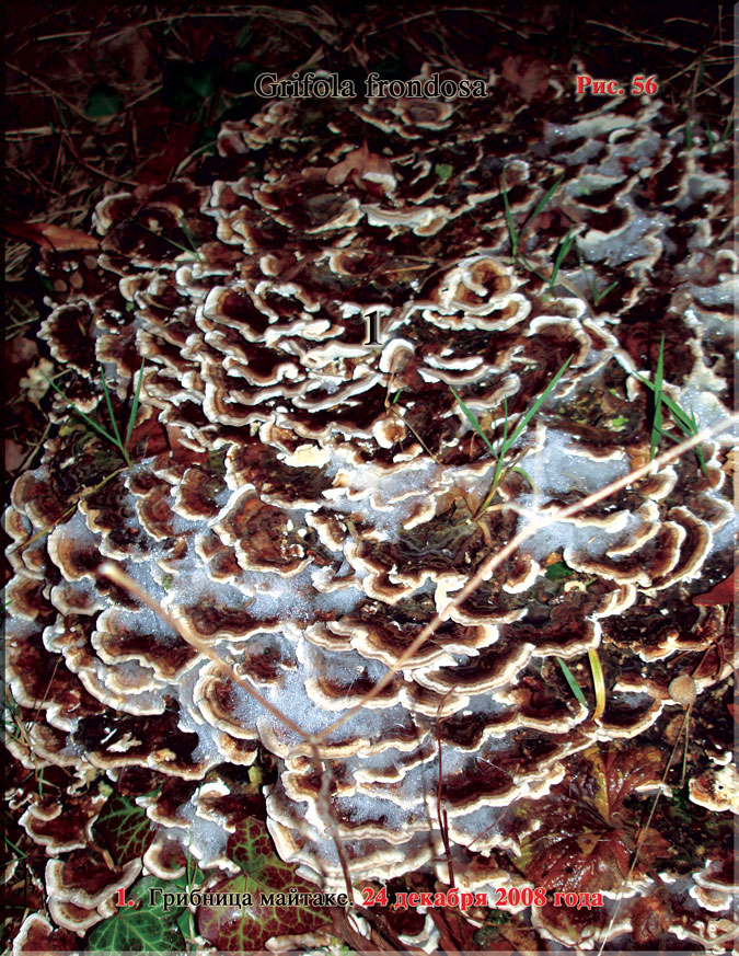 Японский гриб майтаке – Grifola frondosa