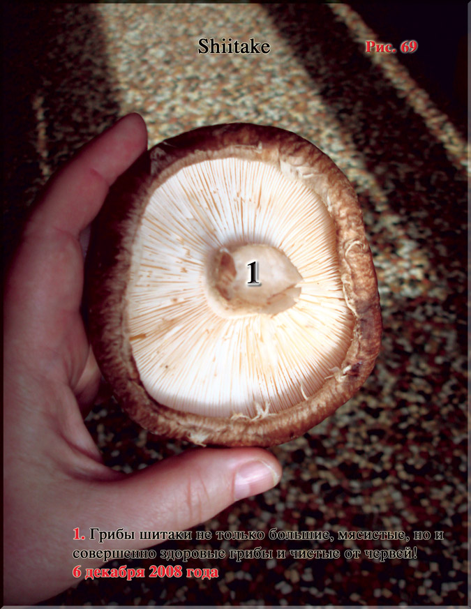 Японский гриб шитаки – Shiitake