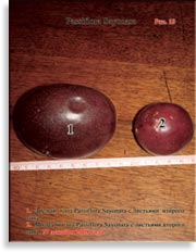 Плоды Passiflora Sayonara
