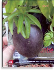 Плоды Passiflora Sayonara