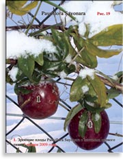 Плоды Passiflora Sayonara