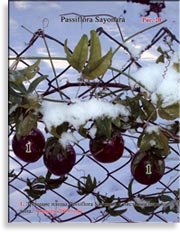 Плоды Passiflora Sayonara