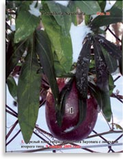 Плоды Passiflora Sayonara