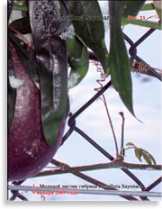 Плоды Passiflora Sayonara
