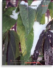 Листья Passiflora Sayonara в снегу