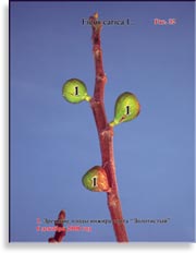 Плоды золотого инжира – Ficus carica L.