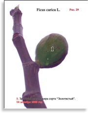 Плоды золотого инжира – Ficus carica L.