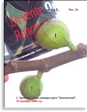 Плоды золотого инжира – Ficus carica L.