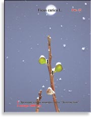 Плоды золотого инжира – Ficus carica L.