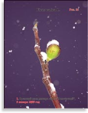 Плоды золотого инжира – Ficus carica L.