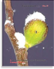 Плоды золотого инжира – Ficus carica L.