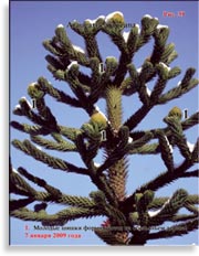 Араукария чилийская – Araucaria araucana