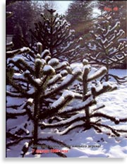 Обезьянье дерево – Araucaria araucana
