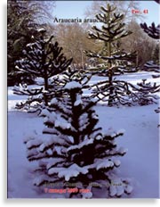 Обезьянье дерево – Araucaria araucana
