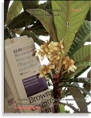 Японская слива – Photinia Japonica
