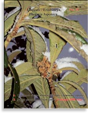 Японская слива – Photinia Japonica