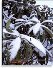 Японская слива – Photinia Japonica