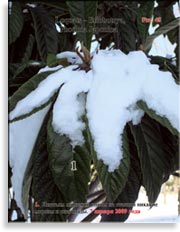 Японская слива – Photinia Japonica