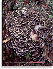 Японский гриб майтаке – Grifola frondosa