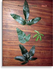Листья Passiflora Sayonara