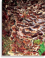 Японский гриб майтаке – Grifola frondosa