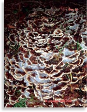 Японский гриб майтаке – Grifola frondosa