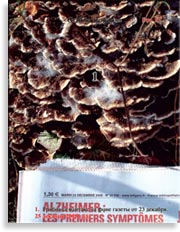 Японский гриб майтаке – Grifola frondosa