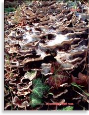 Японский гриб майтаке – Grifola frondosa