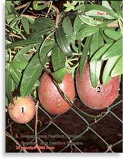 Плоды Passiflora Sayonara