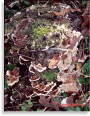 Японский гриб майтаке – Grifola frondosa