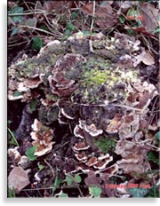Японский гриб майтаке – Grifola frondosa