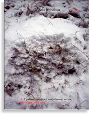Японский гриб майтаке – Grifola frondosa