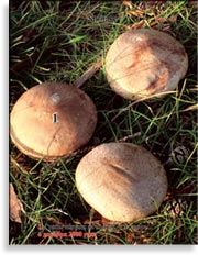 Японский гриб шитаки – Shiitake