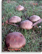 Японский гриб шитаки – Shiitake