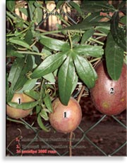 Плоды Passiflora Sayonara