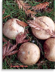 Японский гриб шитаки – Shiitake