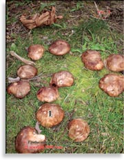 Японский гриб шитаки – Shiitake