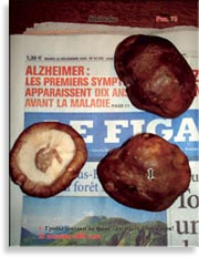 Японский гриб шитаки – Shiitake