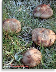 Японский гриб шитаки – Shiitake