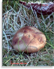Японский гриб шитаки – Shiitake