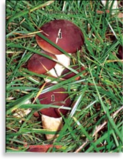 Королевский гриб – Agaricus black