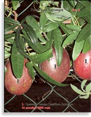 Плоды Passiflora Sayonara