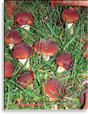 Королевский гриб – Agaricus black