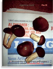 Королевский гриб – Agaricus black