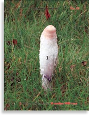 Волосатый навозник – Coprinus comatus